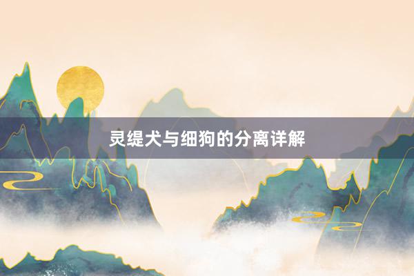 灵缇犬与细狗的分离详解